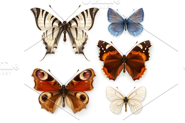 Swallowtail butterfly, butterflies