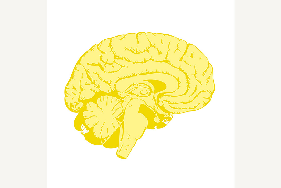 Human brain in Illustrations - product preview 8