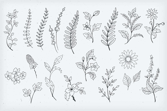 Botanical Decorative Elements in Illustrations - product preview 3