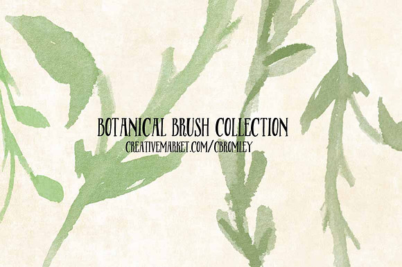 Botanical Brush Collection in Photoshop Brushes - product preview 3