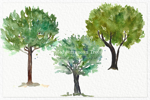 Trees mediterranean clip art in Illustrations - product preview 1