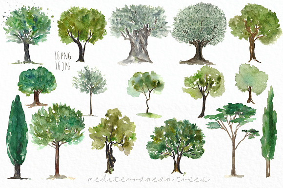 Trees mediterranean clip art in Illustrations - product preview 4