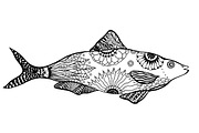 Hand drawn vector fish