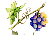 Grape in watercolor
