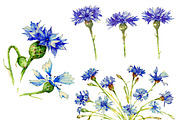 Cornflowers in watercolor