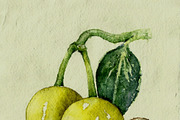 Tamanu nut in watercolor