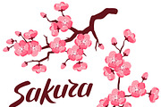 Japanese sakura set of branches.