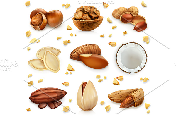 Nuts in the shell, vector icons set
