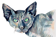 Cat sphynx in watercolor