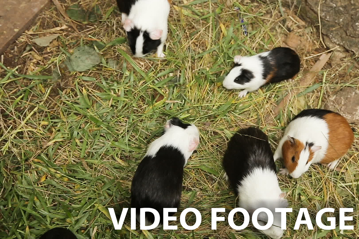 Guinea pigs eating grass. in Graphics - product preview 8
