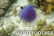Beautiful jellyfish in tropical sea