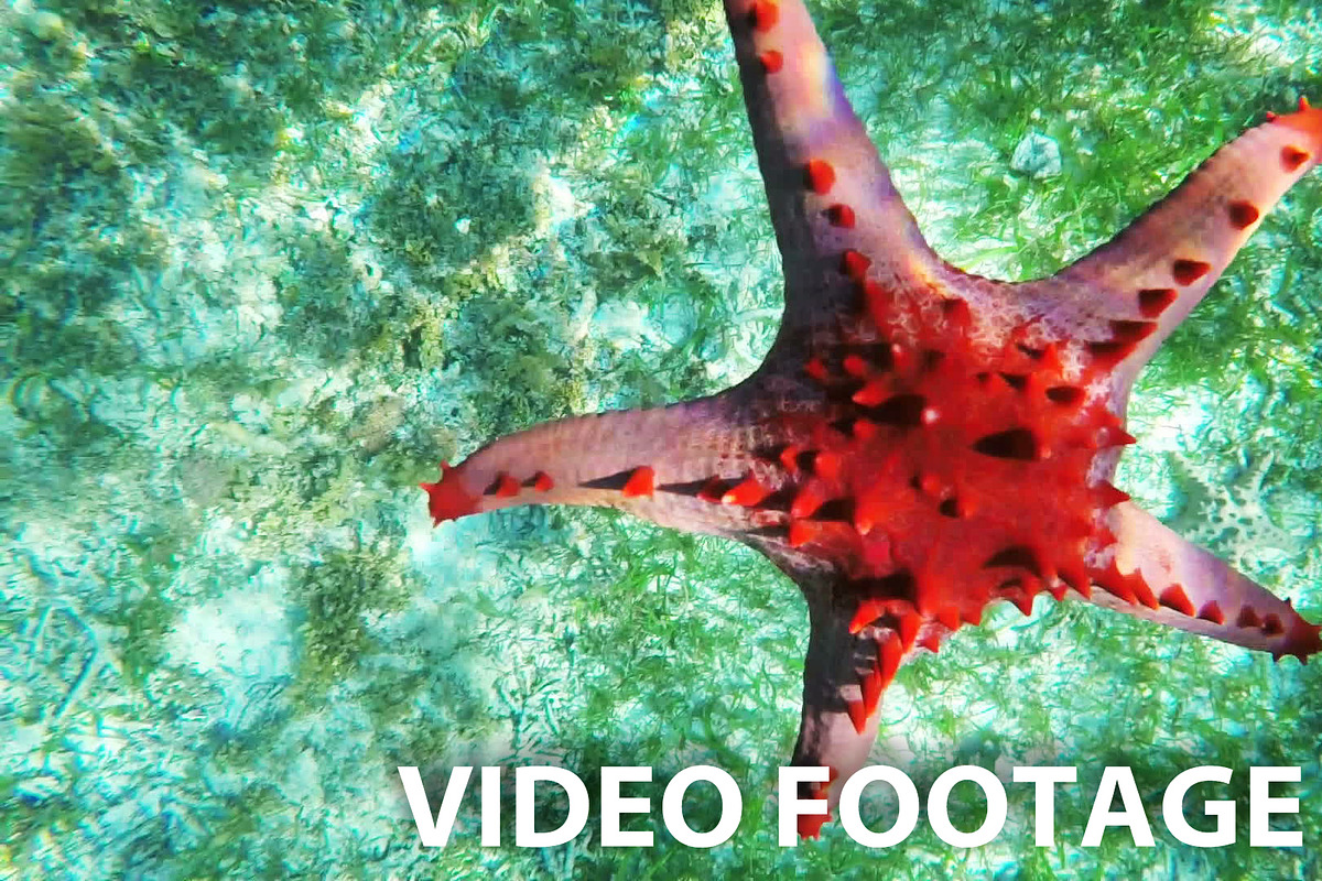 Starfish on the sandy bottom. in Graphics - product preview 8