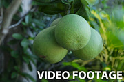Pomelo fruit on the tree