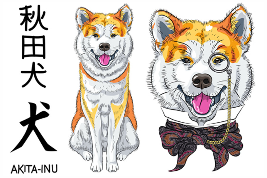 Akita Inu Japanese Dog in Illustrations - product preview 8
