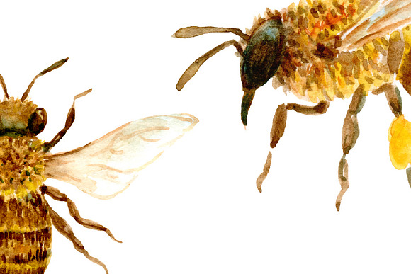 Watercolor Collection Bee Keeping in Illustrations - product preview 4