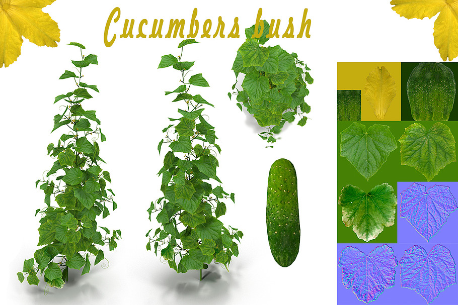 Cucumbers bush in Food - product preview 8