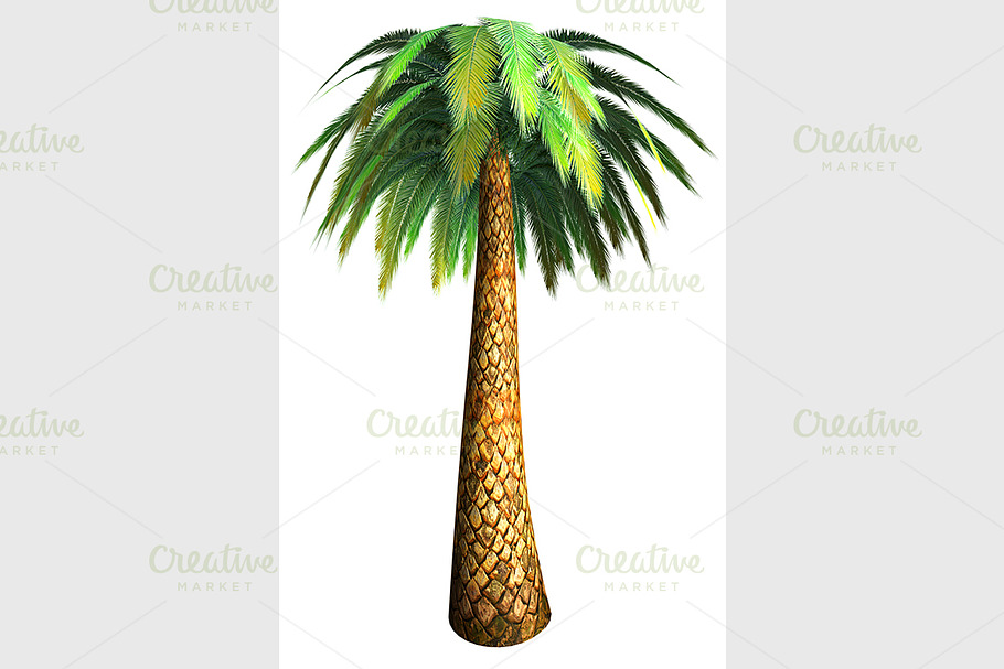 Palm tree in Graphics - product preview 8
