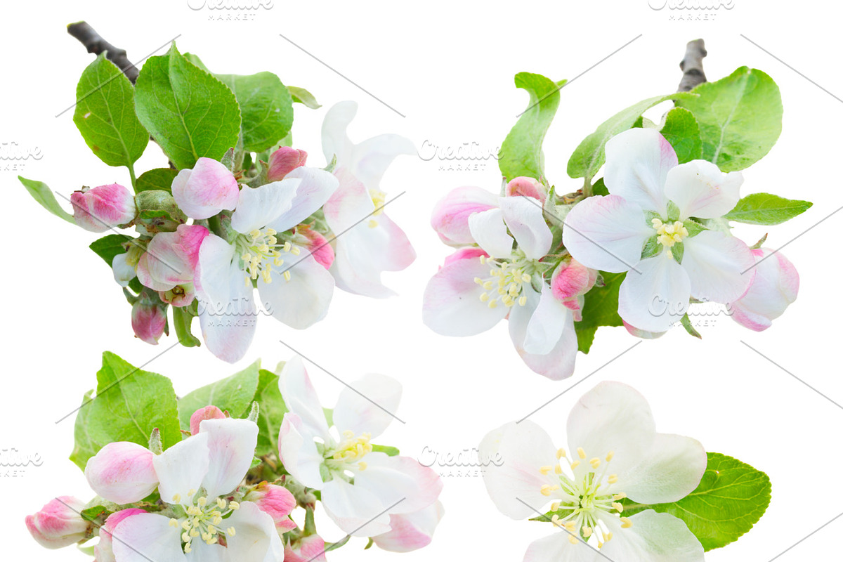 Apple tree flowers in Objects - product preview 8