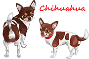 Dog Chihuahua breed smiling