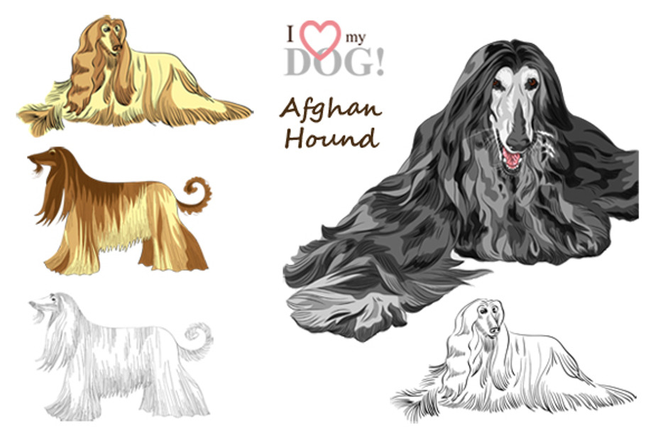 SET dogs Afghan Hound breed in Illustrations - product preview 8