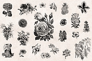 Flowers Engravings