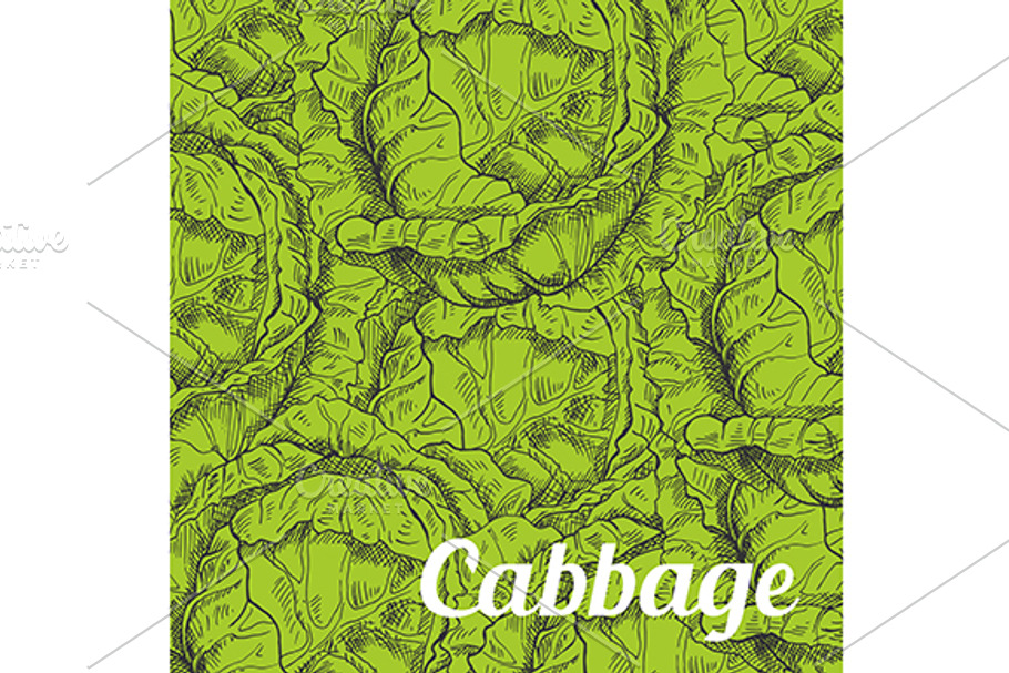 Green cabbage vegetable background