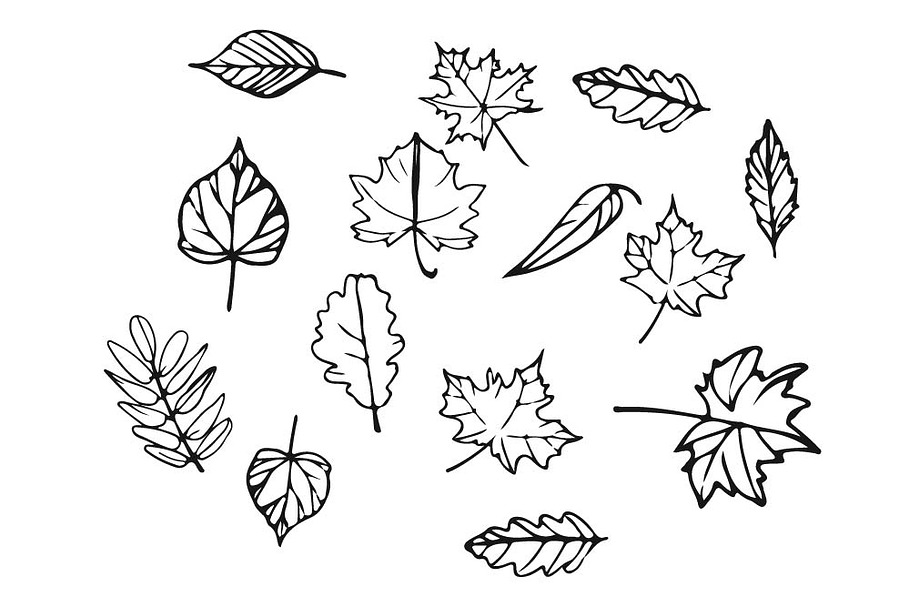 Set of hand drawn leaves vector