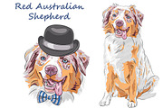 Dog Red Australian Shepherd
