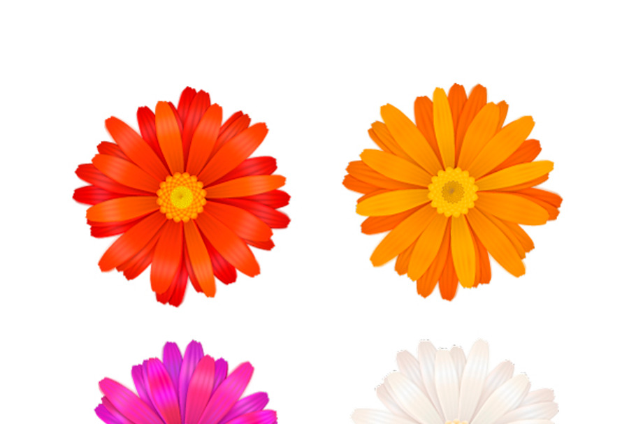 Colorful gerbera flowers on white