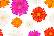Colourful gerbera flowers on white
