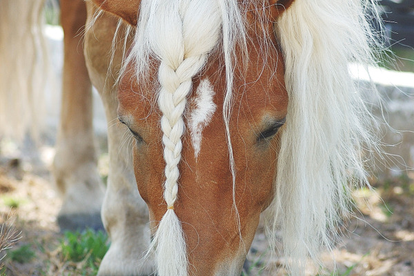 Palomino horse with pigtail | High-Quality Animal Stock Photos ...