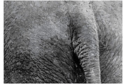 Bottom of elephant-tracing image