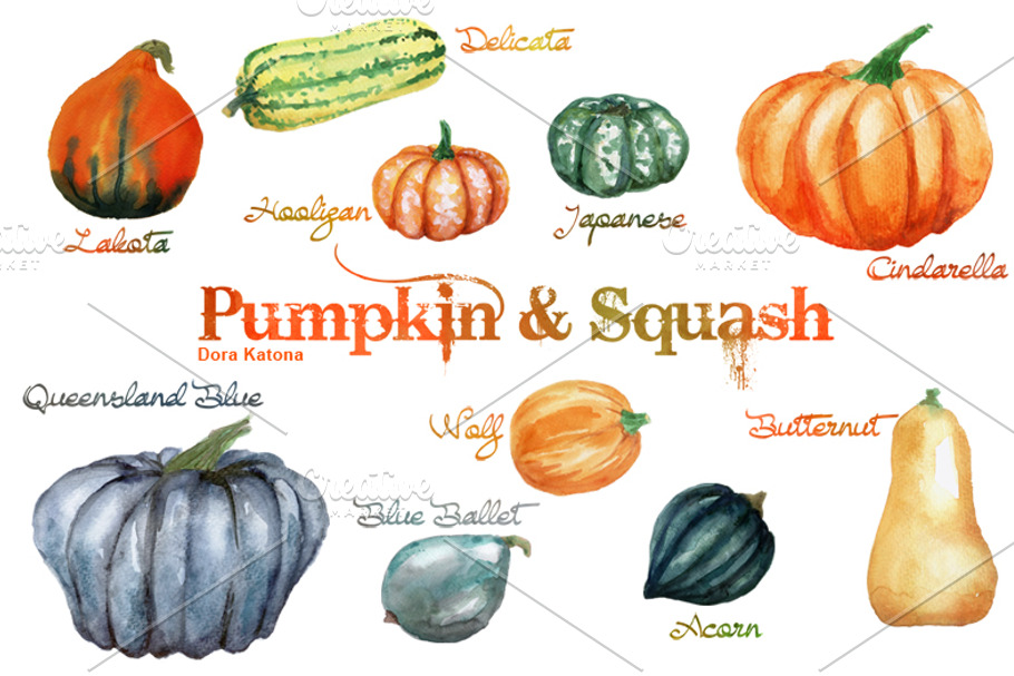 Watercolor Pumpkin and Squash