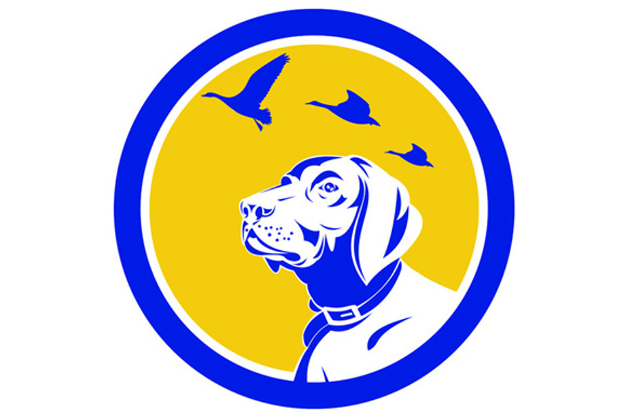 English Pointer Dog Head Looking Up in Illustrations - product preview 8