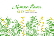 Set of watercolor mimosa flower