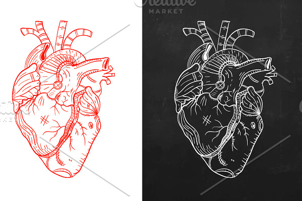 Heart, natural heart, sketch heart 