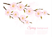 Spring Background With Sakura