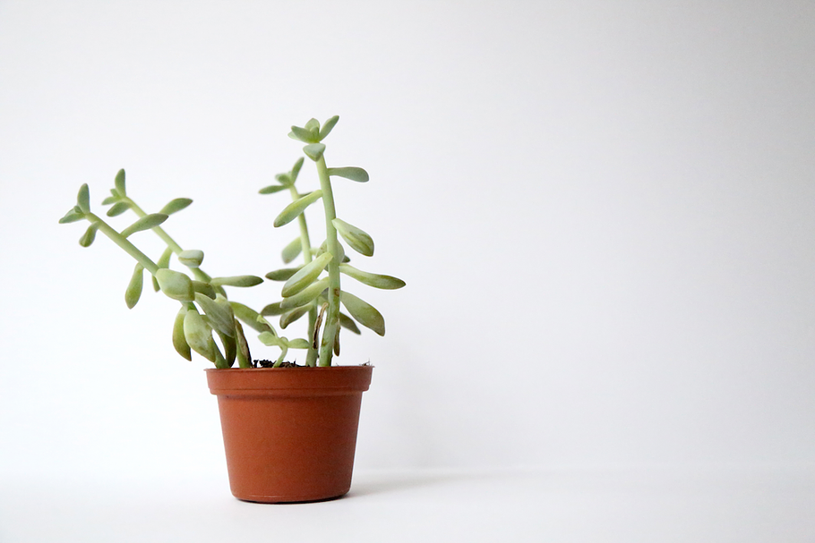 Succulent in Product Mockups - product preview 8