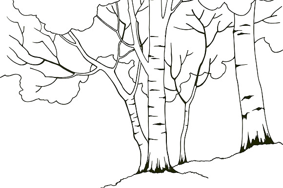 Birch Trees in Illustrations - product preview 4