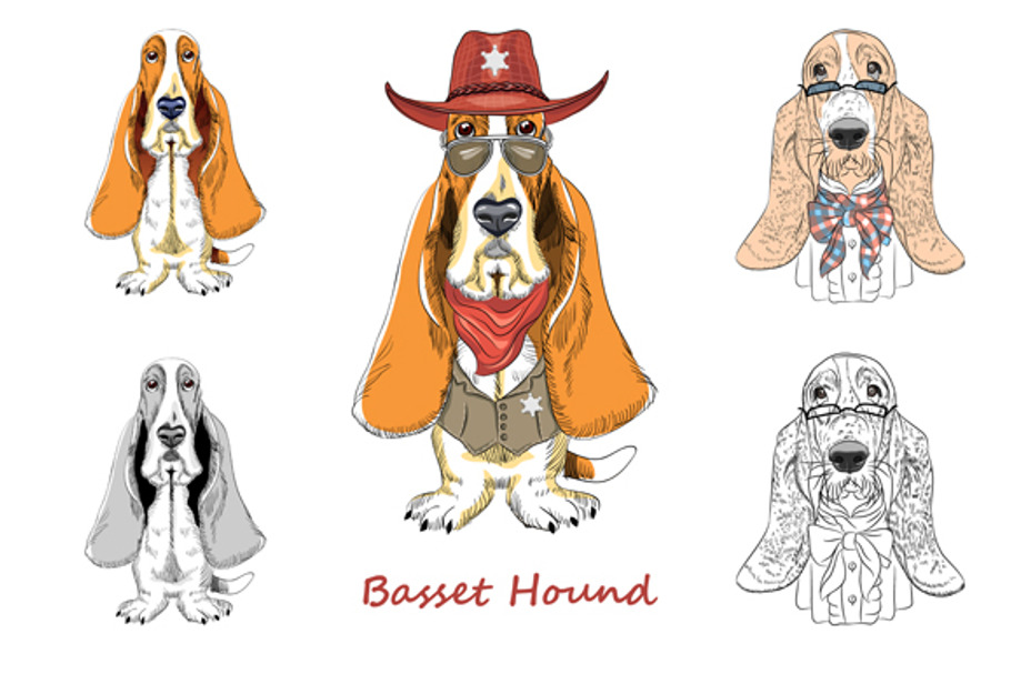 Dog Basset Hound breed SET in Illustrations - product preview 8