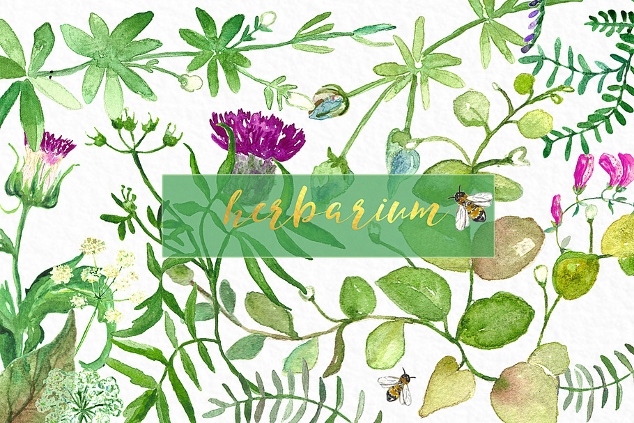 Forest herbs, leaves foliage clipart in Illustrations - product preview 8