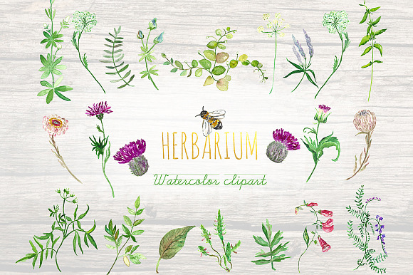Forest herbs, leaves foliage clipart in Illustrations - product preview 2
