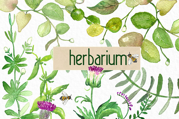 Forest herbs, leaves foliage clipart in Illustrations - product preview 3