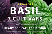 Basil, 7 cultivars