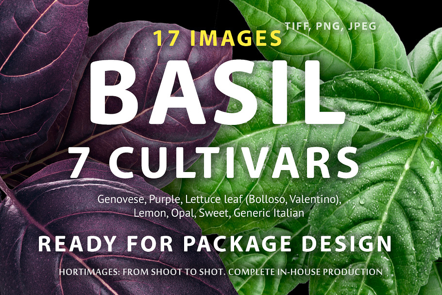 Basil, 7 cultivars in Objects - product preview 8