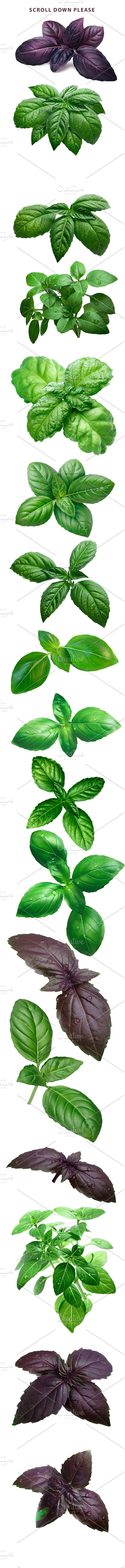 Basil, 7 cultivars in Objects - product preview 1