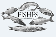 Fishes. Hand drawn.