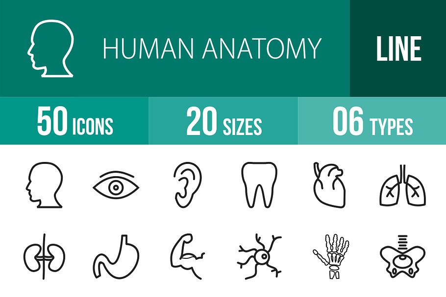 50 Human Anatomy Line Icons in Graphics - product preview 8