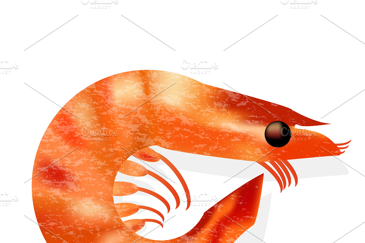 shrimp isolated realistic vector in Objects - product preview 8