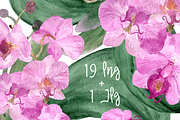 19 Watercolor Orchid Clip Art 